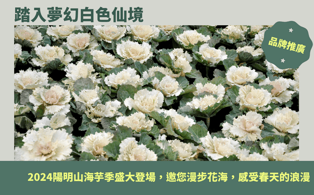 踏入夢幻白色仙境:2024陽明山海芋季盛大登場,邀您漫步花海,感受春天的浪漫 - 歡迎踏入夢幻白色仙境!2024年陽明山海芋季盛大登場,邀請您漫步花海,感受春天的浪漫氣息。竹子湖海拔高、氣候涼爽,孕育出潔白無瑕的海芋,花季從3月14日持續至4月28日,正是觀賞這一幅幅大自然畫作的最佳時機。與摯愛一同前往,捕捉令人難忘的回憶,讓純淨的花朵洗滌心靈,在花海中感受春天的蓬勃生機。 客製 - 花海